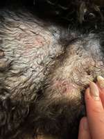 Pickel und offene Stellen.-Beitrag-Bild