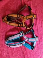 2x AnnyX Geschirre in Sonderfarben-Beitrag-Bild