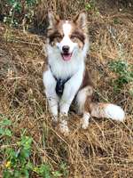 Hundeauslaufgebiet-Misburg am Kanal-Bild