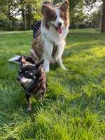 Hundeauslaufgebiet-Osterfelddamm Ecke Finkenhof-Bild