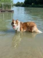 Hundeauslaufgebiet-Misburg am Kanal-Bild