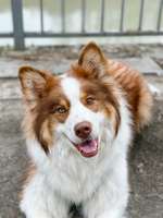 Hundeauslaufgebiet-Misburg am Kanal-Bild