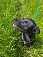 Meine Hündin spukt Blut und im Urin ist auch Blut.-Beitrag-Bild