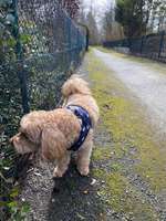 Hundeauslaufgebiet-Wiese am Zoo-Bild