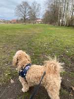 Hundeauslaufgebiet-Ballonwiese-Bild