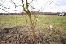 Hundeauslaufgebiet-HVF Wiese-Bild