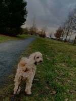 Hundeauslaufgebiet-Lamme hinter der Schule-Bild