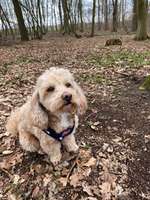 Hundeauslaufgebiet-Timmerlaher Busch-Bild