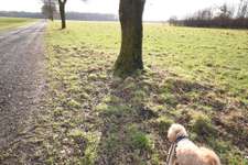 Hundeauslaufgebiet-BS Lamme-Bild