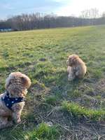 Hundeauslaufgebiet-Festwiese-Bild