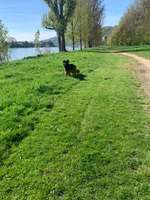 Hundeauslaufgebiet-Oberwerth-Bild