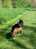 Hundeauslaufgebiet-Oberwerth-Bild