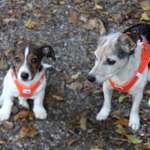 Ersteller:in Sylvia Profilbild