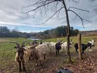 Hundeauslaufgebiet-Wald am Freibad Walbeck / niederländisches Grenzgebiet-Bild