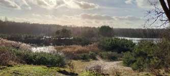 Hundeauslaufgebiet-Wald am Freibad Walbeck / niederländisches Grenzgebiet-Bild