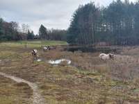 Hundeauslaufgebiet-Wald am Freibad Walbeck / niederländisches Grenzgebiet-Bild
