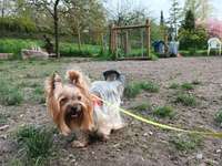 Hundeauslaufgebiet-Wellritztal-Bild