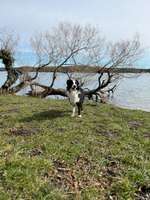 Hundeauslaufgebiet-Ziegelsee Nord-Bild