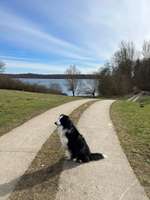 Hundeauslaufgebiet-Ziegelsee Nord-Bild