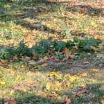 Hundekacke wegmachen?-Beitrag-Bild