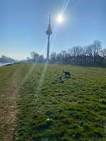 Hundeauslaufgebiet-Neckarwiese Mannheim-Bild