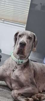 Deutsche Doggen aus Ostfriesland-Beitrag-Bild