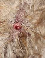 Warze oder doch Mastzelltumor-Beitrag-Bild