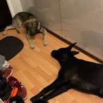 Ersteller:in Cedric Profilbild