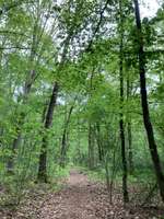 Hundeauslaufgebiet-Mooswald-Bild