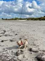 Hundeauslaufgebiet-Hundestrand Stakendorf-Bild