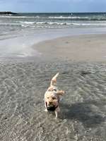 Hundeauslaufgebiet-Hundestrand Stakendorf-Bild