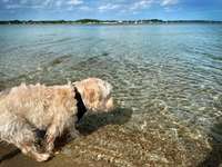 Hundeauslaufgebiet-Hundestrand Eckernförde-Bild