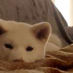 Ersteller:in Ann Profilbild