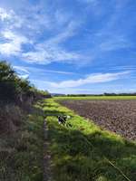 Hundeauslaufgebiet-Waldseewege-Bild