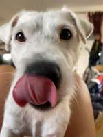 Zeigt mir die tollste Nahaufnahme von eurer Fellnase-Beitrag-Bild