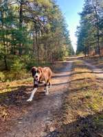 Hundeauslaufgebiet-Wald an den Windkrafträdern-Bild