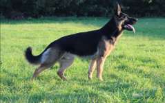 DSH vorprogrammiert für Gesundheitliche Probleme?-Beitrag-Bild