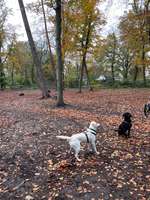 Hundeauslaufgebiet-Eingezäunter Hundeauslauf-Bild