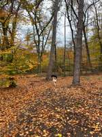 Hundeauslaufgebiet-Eingezäunter Hundeauslauf-Bild