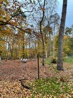 Hundeauslaufgebiet-Eingezäunter Hundeauslauf-Bild
