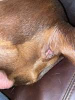 Hund plötzlich eingezogene Rute und unruhe-Beitrag-Bild