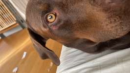 Hundeangriff Wunde-Beitrag-Bild