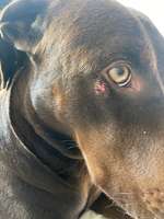 Hundeangriff Wunde-Beitrag-Bild