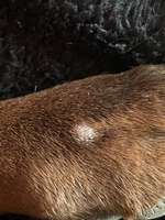 Kahle/wunde Stellen-Beitrag-Bild