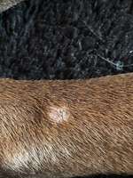 Kahle/wunde Stellen-Beitrag-Bild