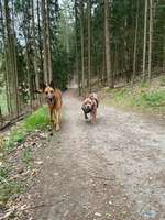 Hundeauslaufgebiet-Knappensee-Bild