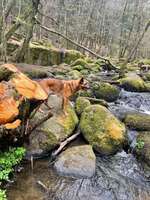 Hundeauslaufgebiet-Naturschutzgebiet Hölle-Bild