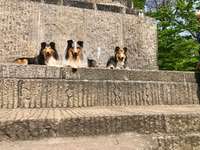 Hundeauslaufgebiet-Landeskrone-Bild