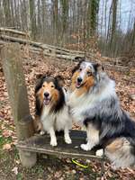 Hundeauslaufgebiet-Landeskrone-Bild