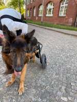 Hunde mit Rollis-Beitrag-Bild